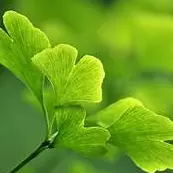 Ginkgo Biloba 100g