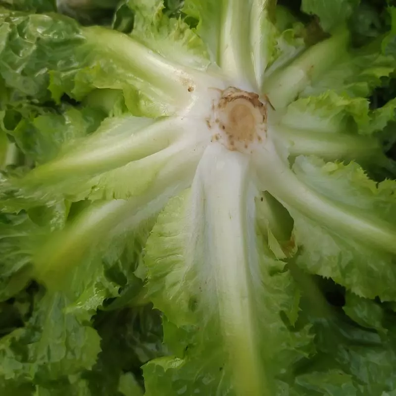 Almeirão Chicória (Ivonete)