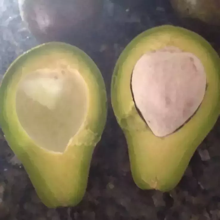 Abacate Pequeno (Angelina)