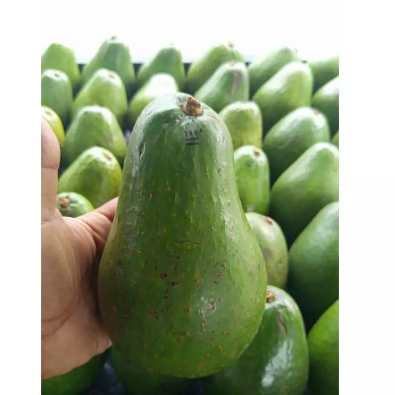 Aguacate semil 12.000