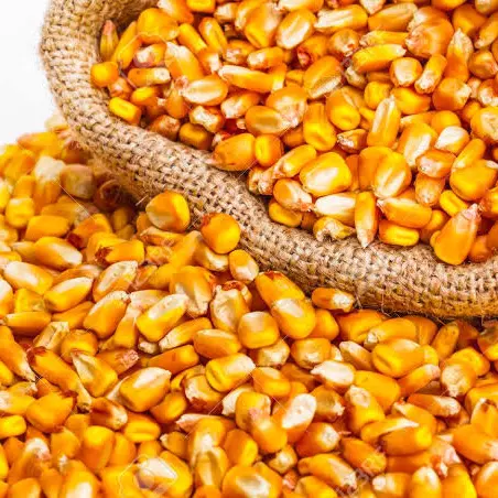 Milho em Grãos