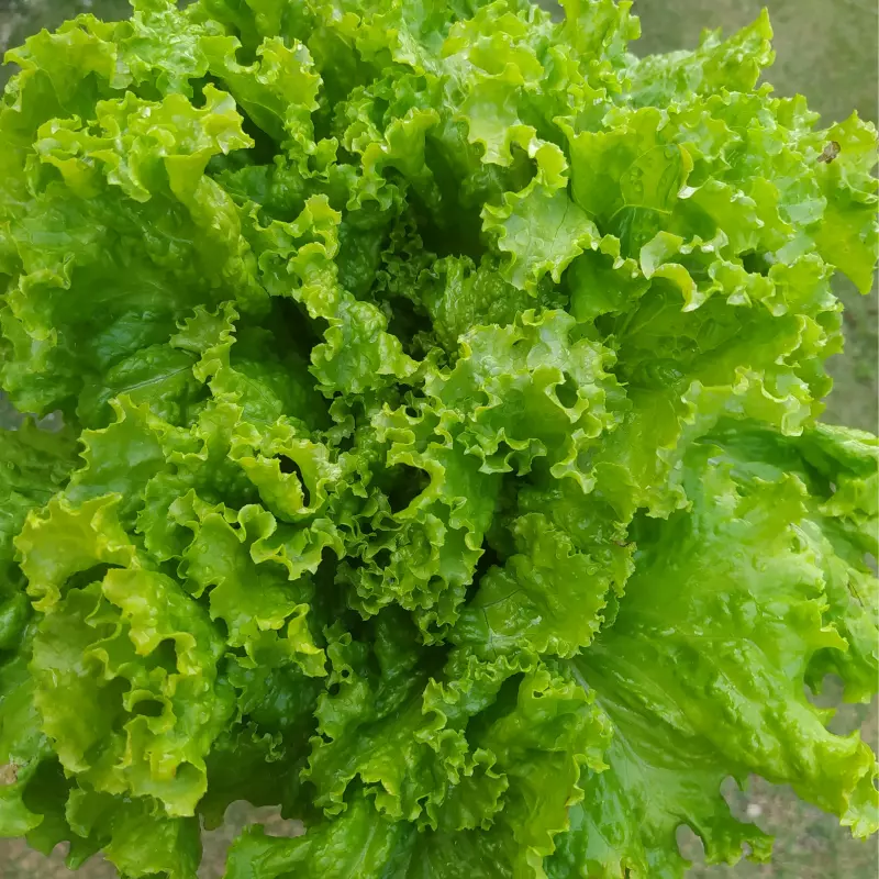 Alface Crespa (Néia)