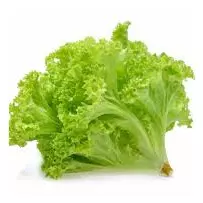 Lechuga Americana normal