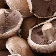 HONGO PORTOBELLO 250 GR