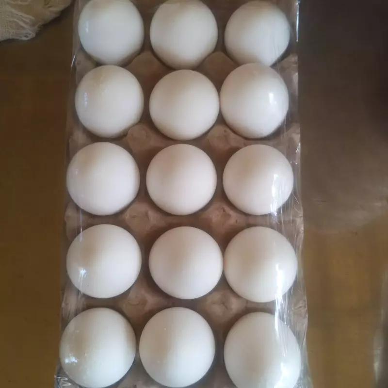 Meia Cartela Ovo - Tipo A