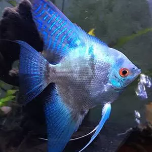 Acara Blue Paraíba P