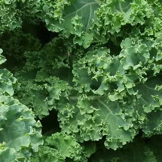 Kale