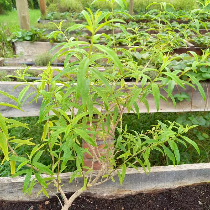 Chá Capim limão -maço