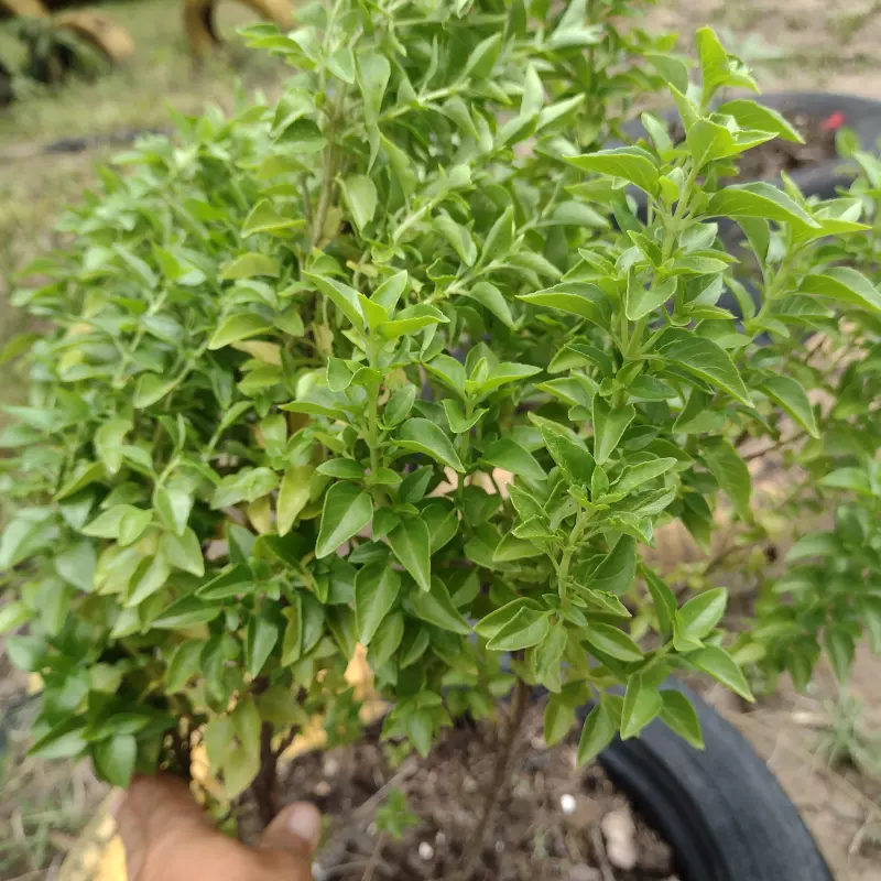 Manjericão verde (maço)