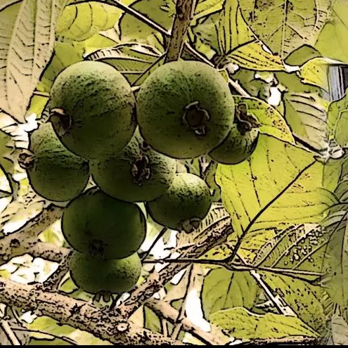 Bebida de Chamba o Champa