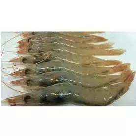 Langostinos
