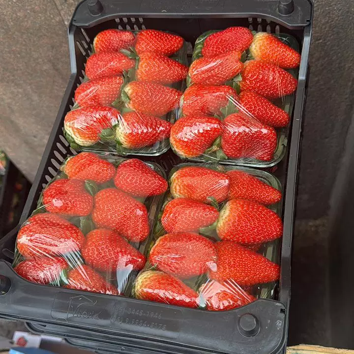 MORANGO FRESCO 2 DE BOCA