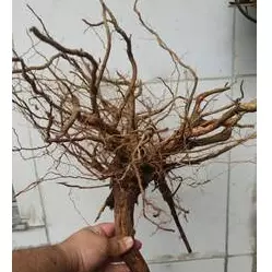 Raiz - Raiz 30 a 35cm