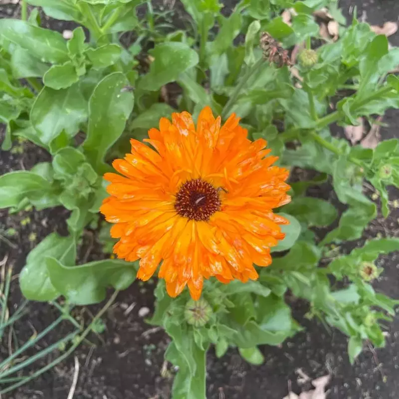 Flor de Calendula Fresca X 70gr Org.