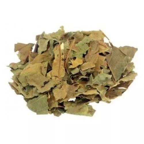 Abacateiro 100gr