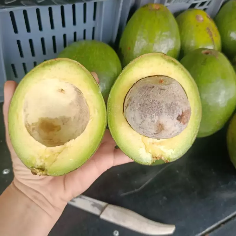 Aguacate choquette 6000 pinton