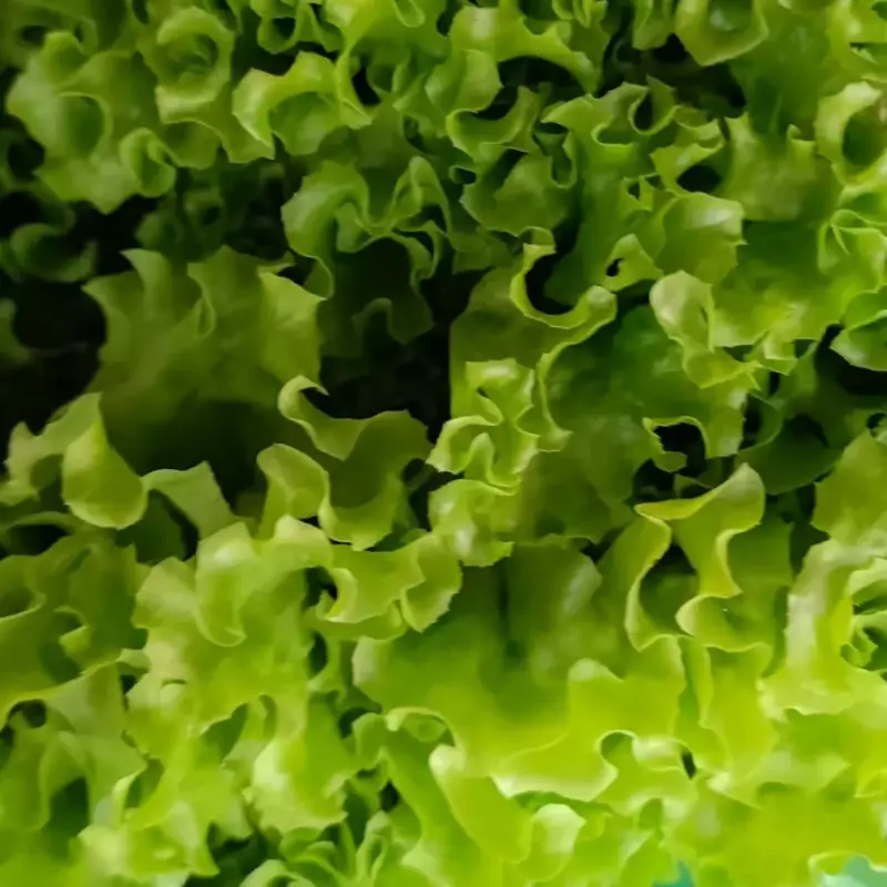 ALFACE CRESPA ORG. UN