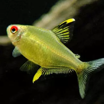 Tetra Limão