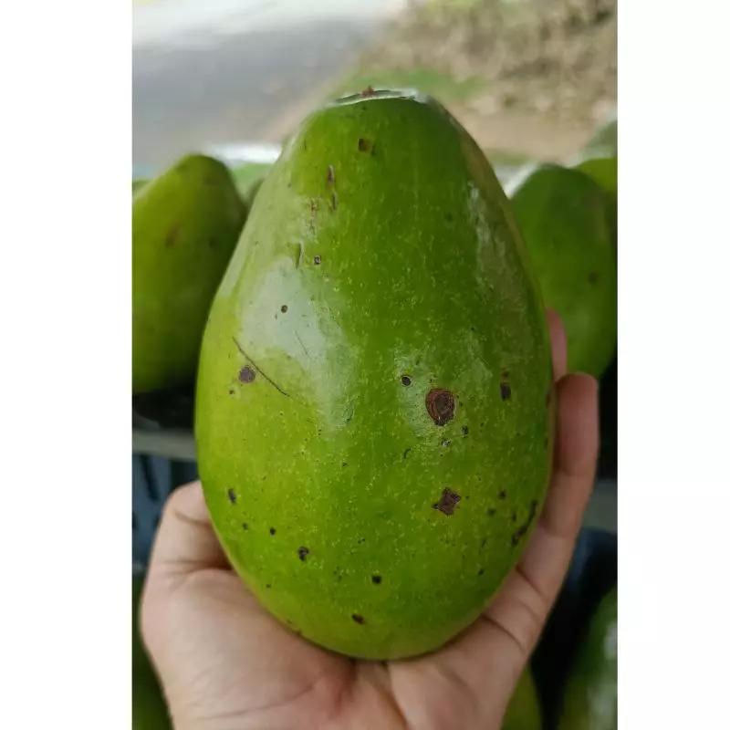 Aguacate papelillo 9000