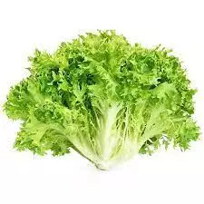 Lechuga Italiana