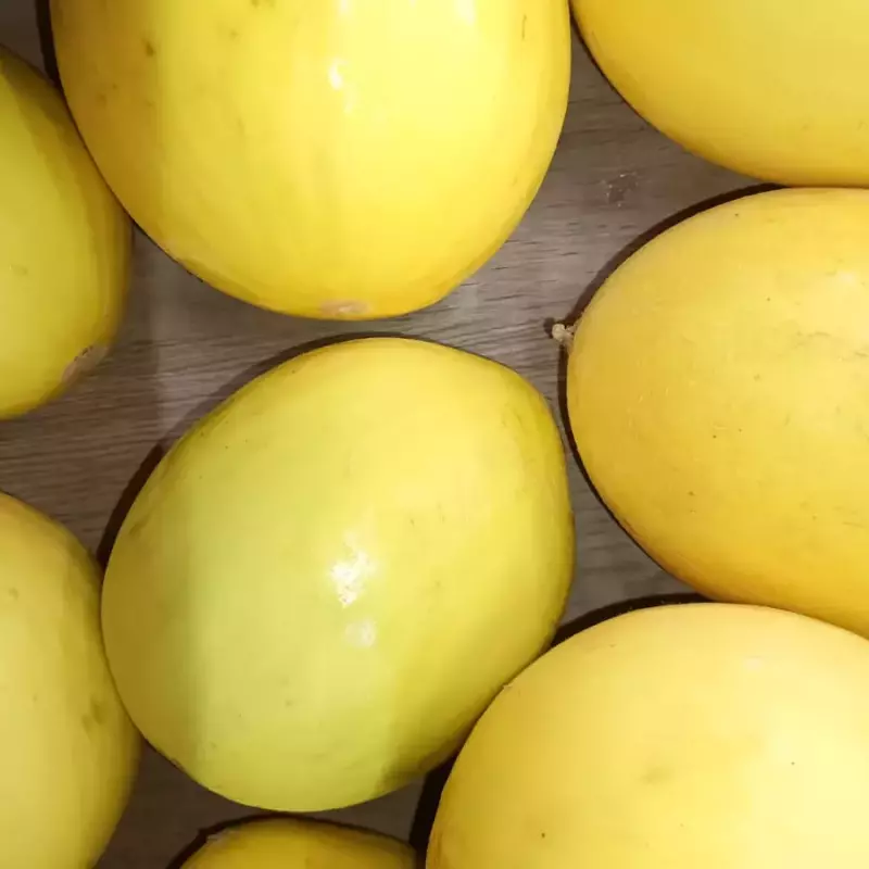 MELÃO AMARELO ORG. medio