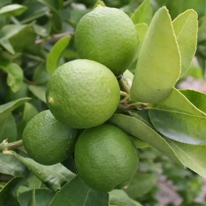 Limón x kilo