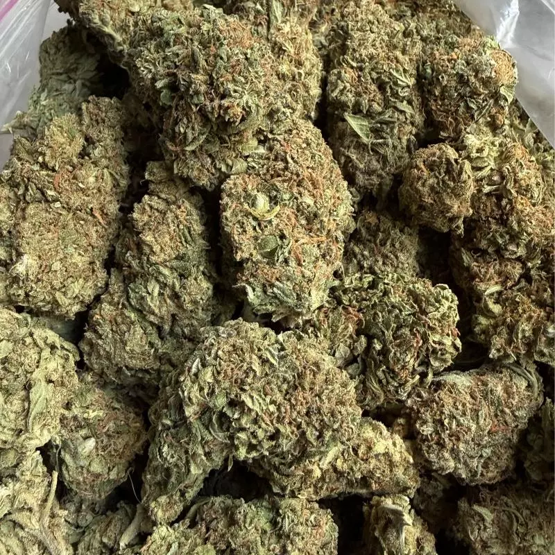 Sunset Sherbert (Hibrida-Sativa)