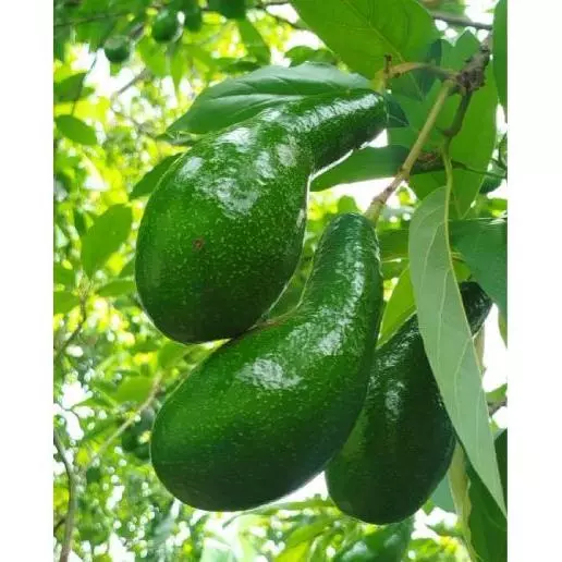 AGUACATE IMPORTADO 5 UNDS