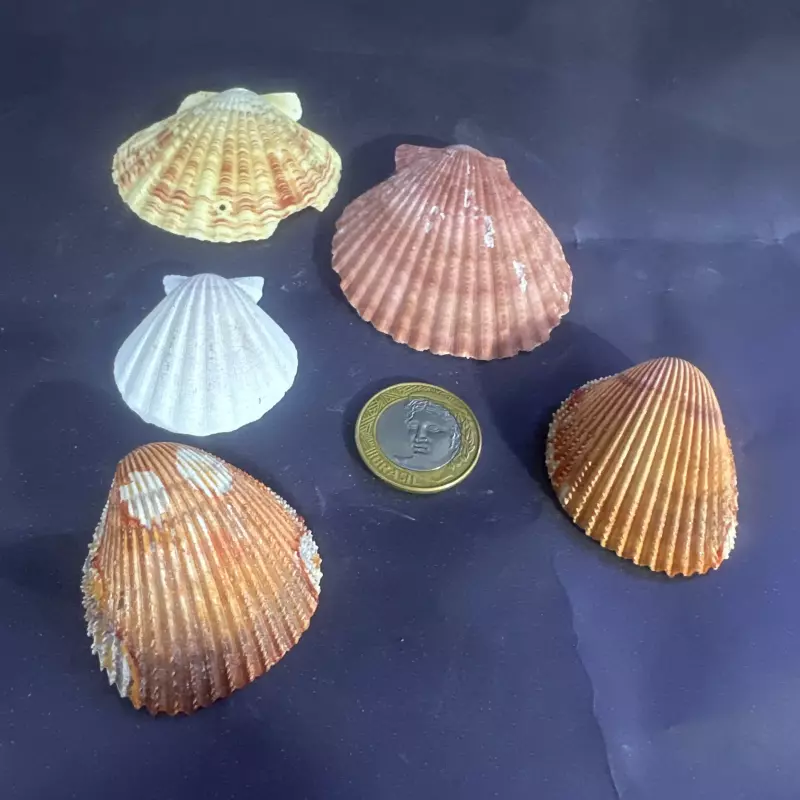 Concha Shell - un