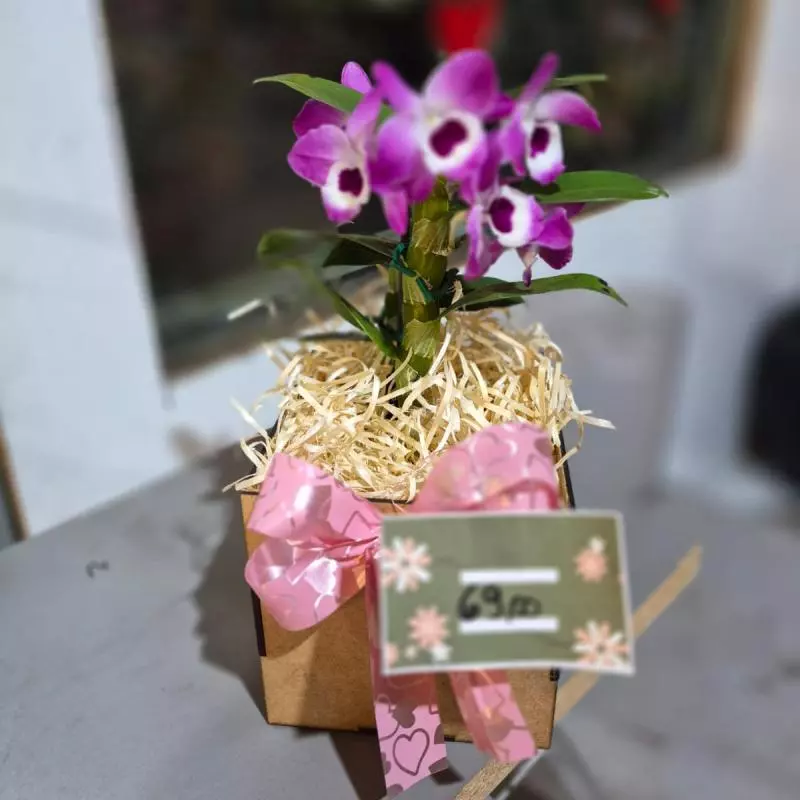 Orquidea dendobriun