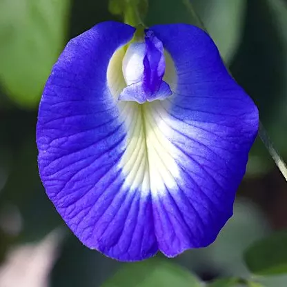 Flor azul de Clitoria in natura