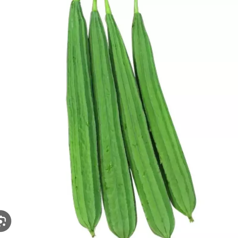 丝瓜 sika