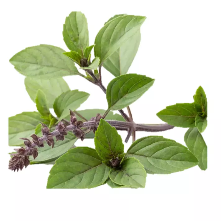 Albahaca Fresca (1 manojo)