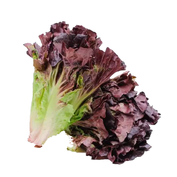 Lechuga Crespa Morada x250gr