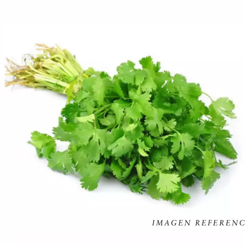 CILANTRO