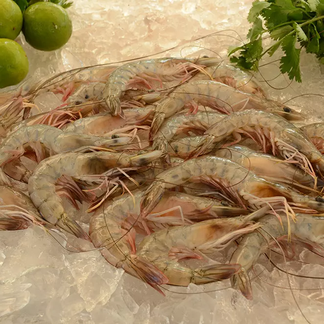 Camarão G Cinza 60/70 Inteiro