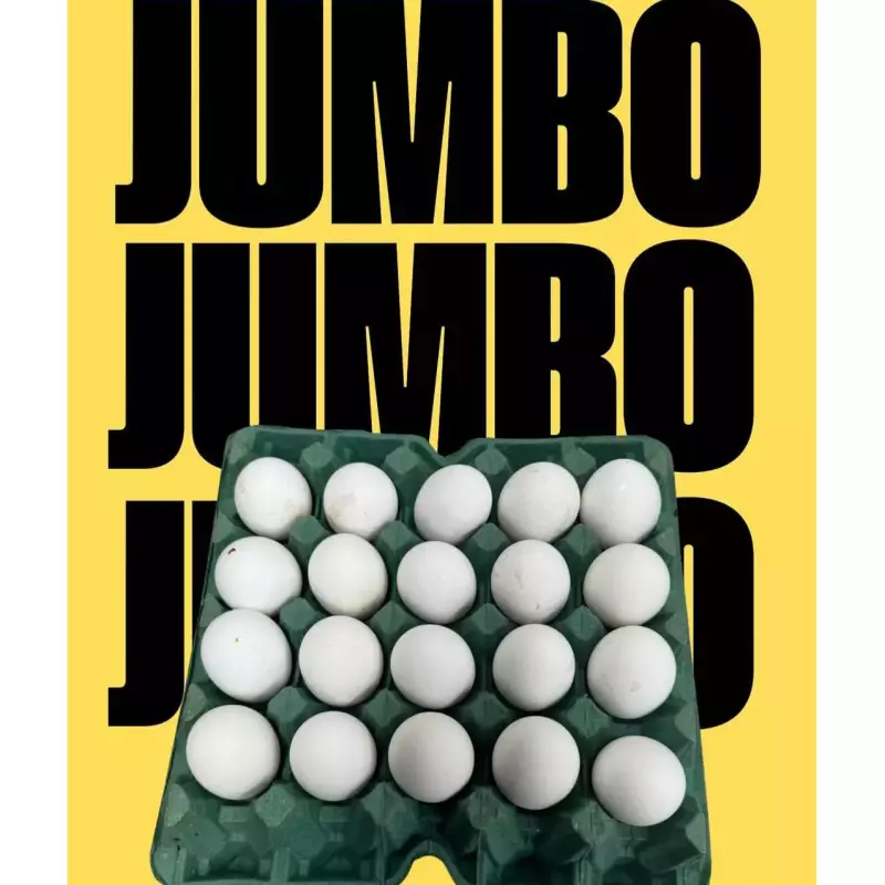 Maple Jumbo 20 Unidades