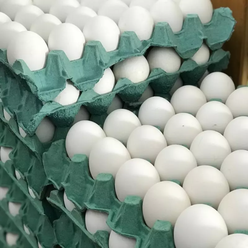 Ovos Brancos Jumbo