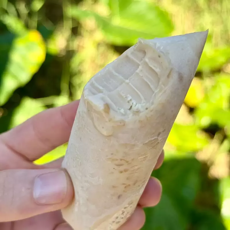 Amendoim