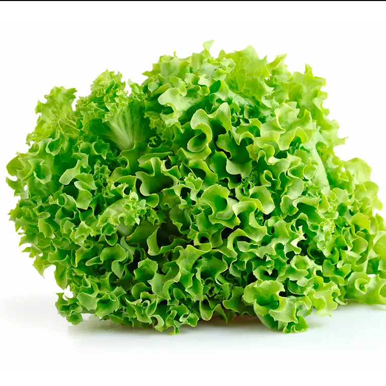 Lechuga Francesa 250gr org