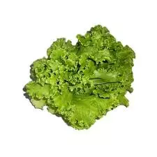 Lechuga Criolla