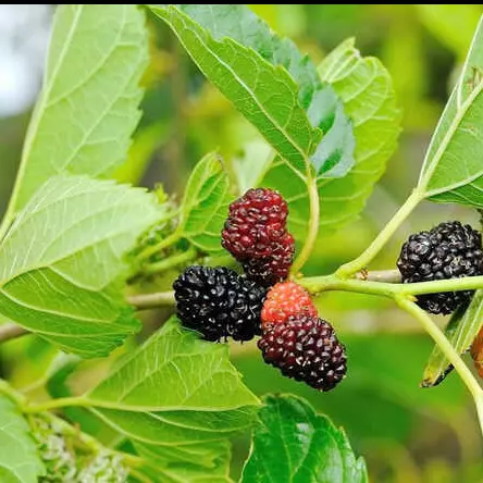 Folhas de amora para chá