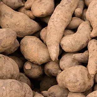 BATATA YACON ORG. 500gr