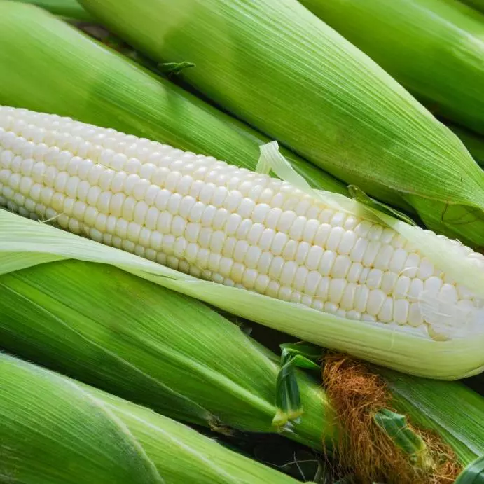 Elote Blanco