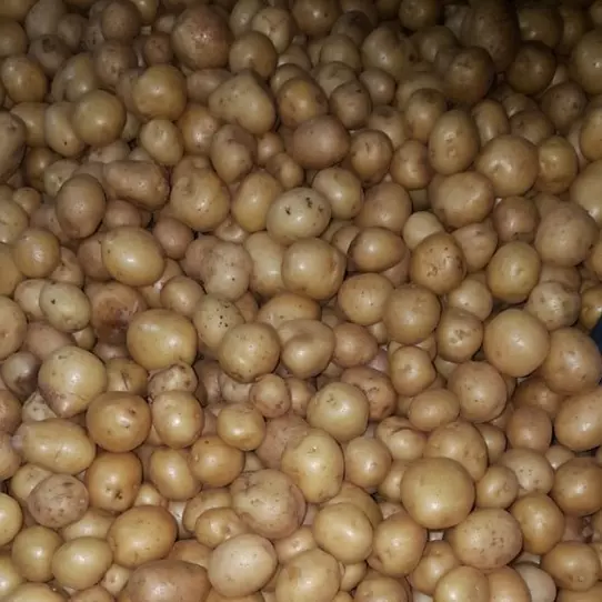 PAPA SEMILLA MALLA 1.5 KILOS