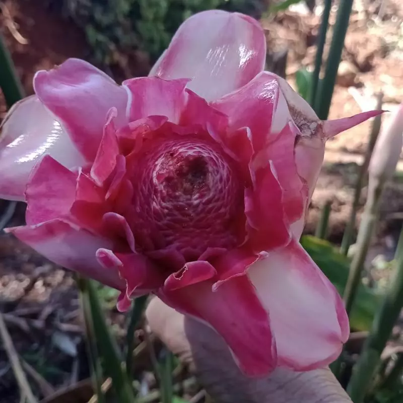 Bastão Imperador (Dirce)