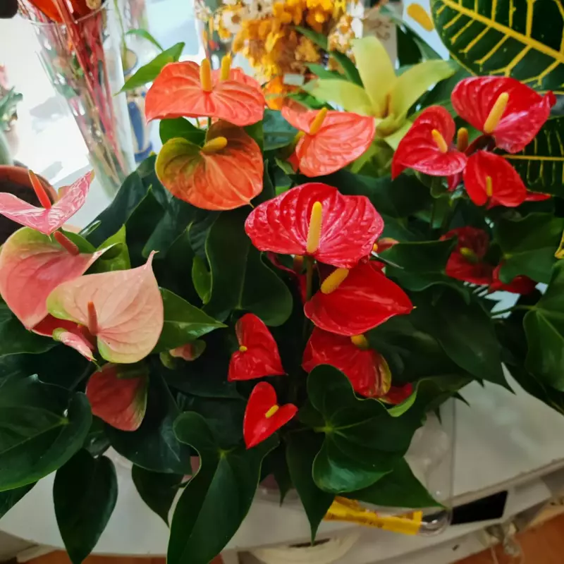Anthurium + cerámica