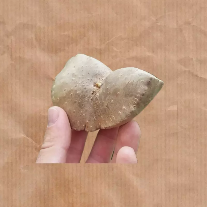 Cará moela (500g)