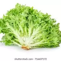 LECHUGA ESCAROLA
