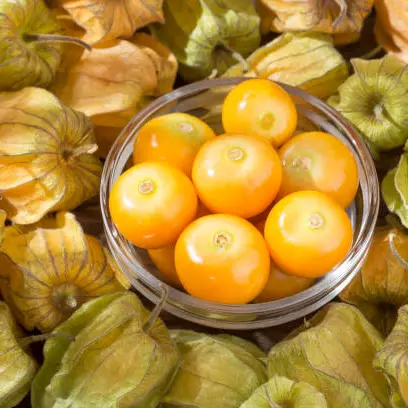 Physalis